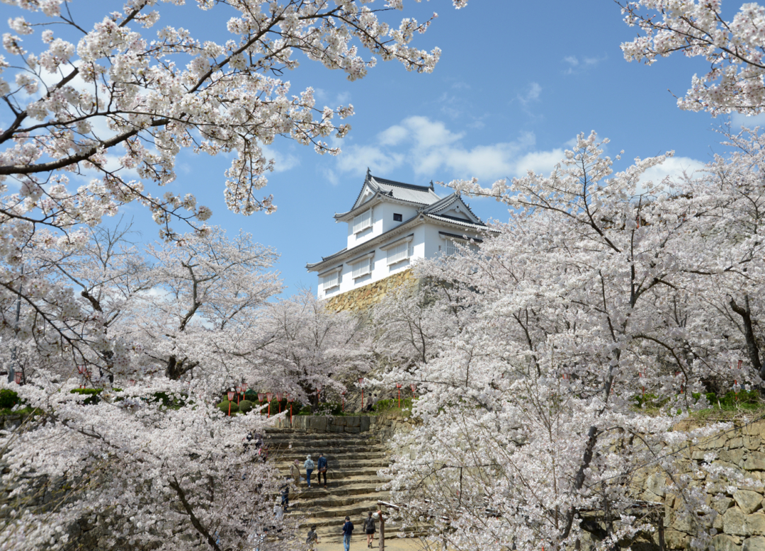 Tsuyama Kakuzan Park with Cherry Blossoms in Full Bloom.