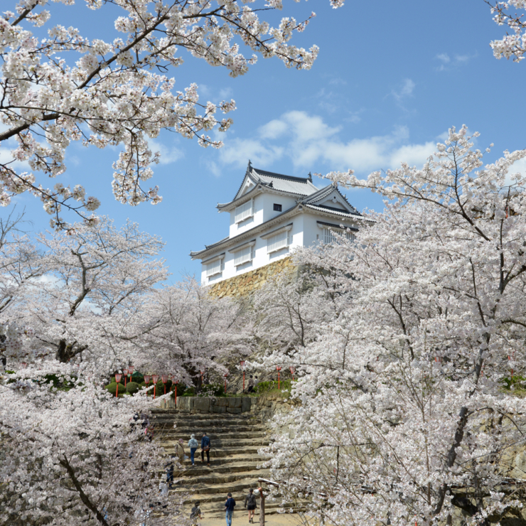 桜が満開の岡山県、津山鶴山公園と津山城