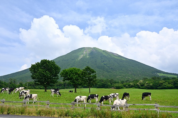 Cows at Mt.Daisen Makiba Milk Village.