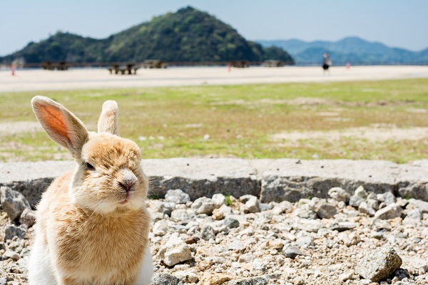 Rabbit in Okunoshima island.