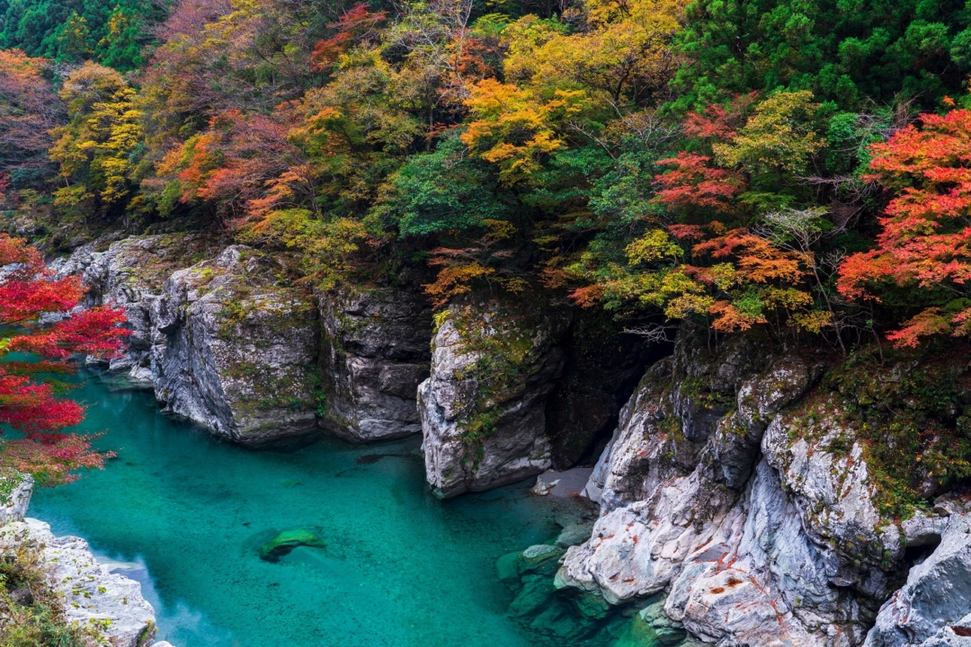 The Gorges of Oboke and Koboke with Autumn Leaves.