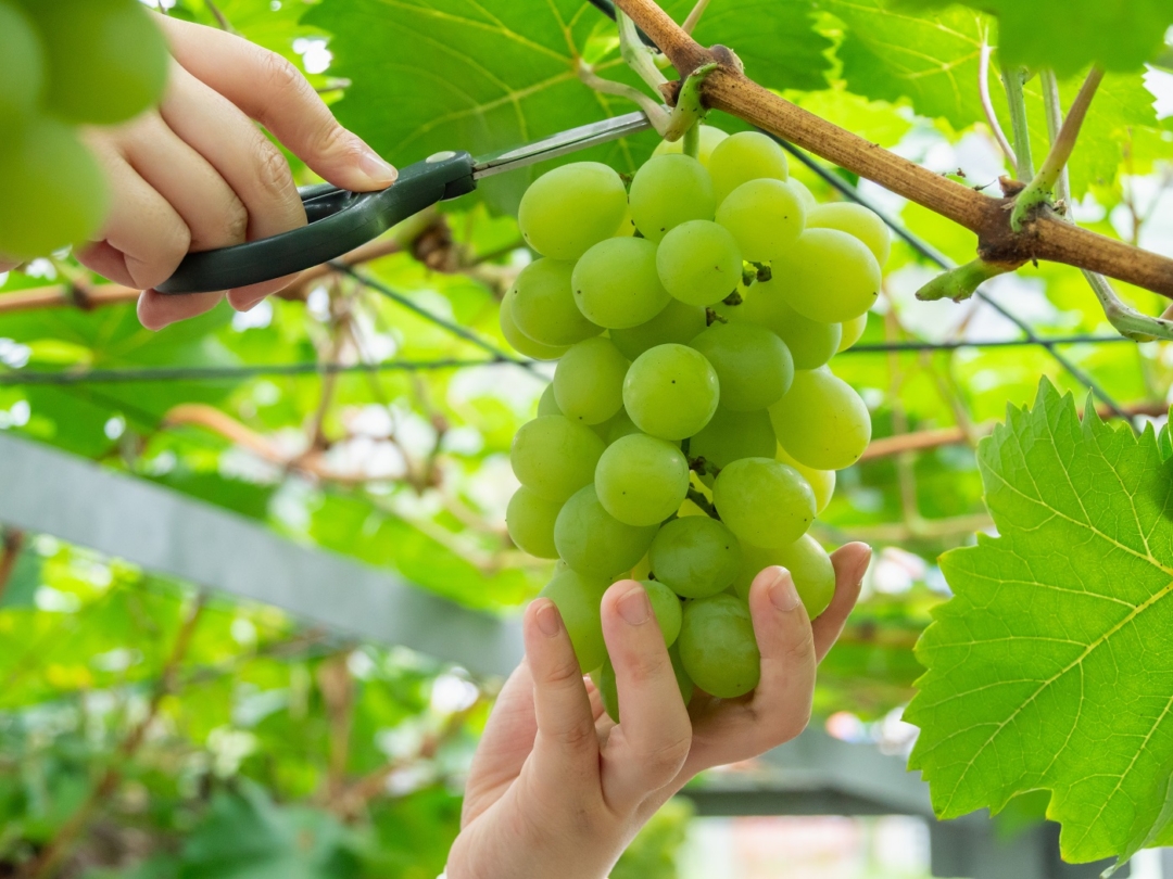 grape picking