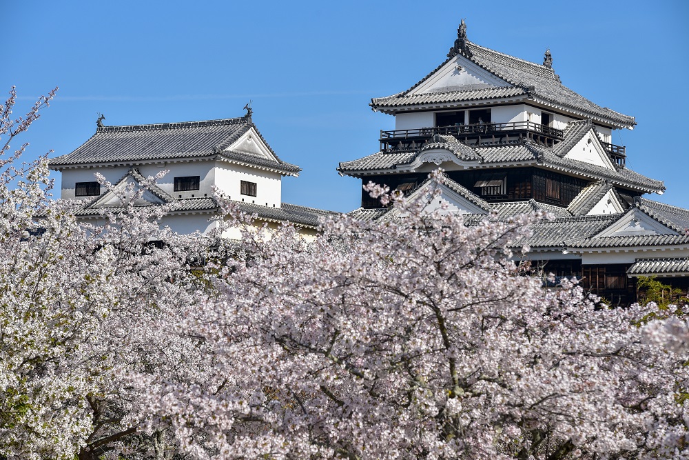 松山城と桜