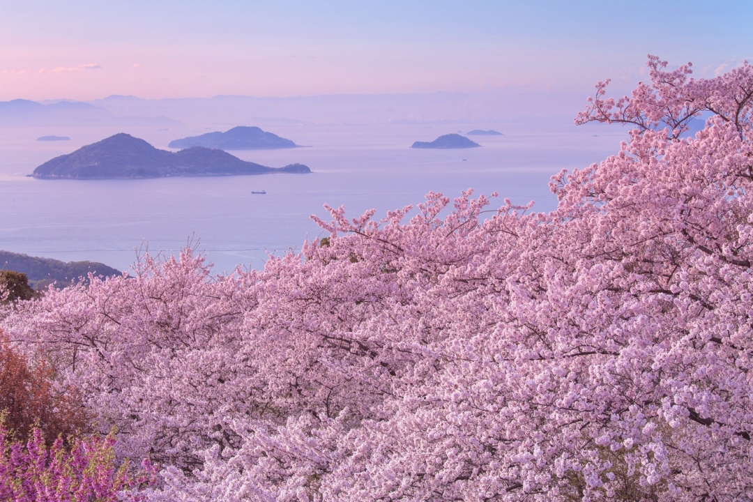 紫雲出山的櫻花和瀨戸內海。