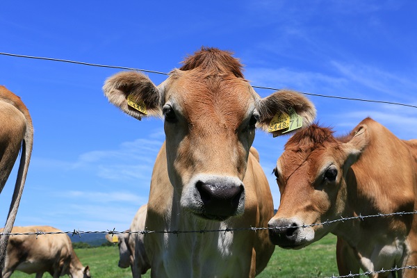 Cows of Hiruzen plateau