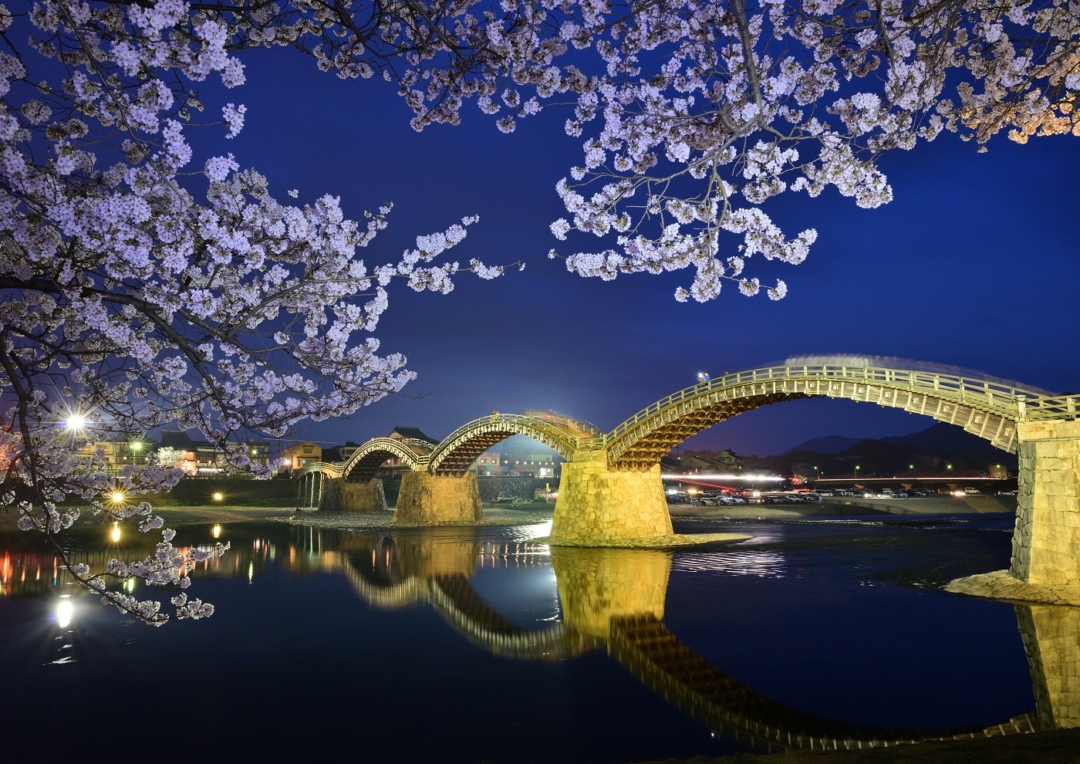 夜のライトアップされた錦帯橋と桜