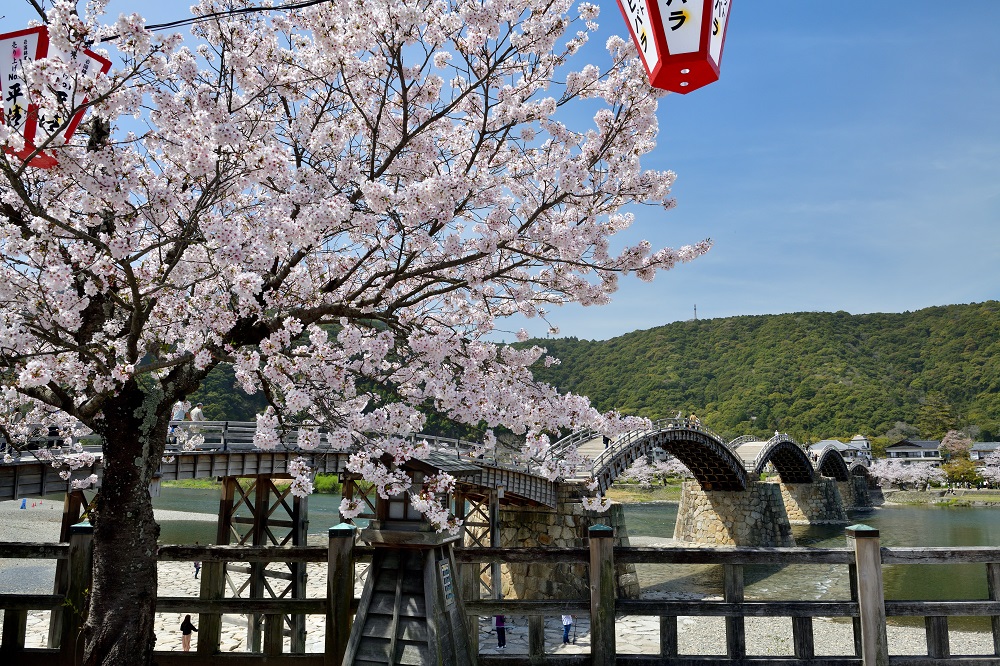 Kintaikyo Bridge and Cherry Blossoms.