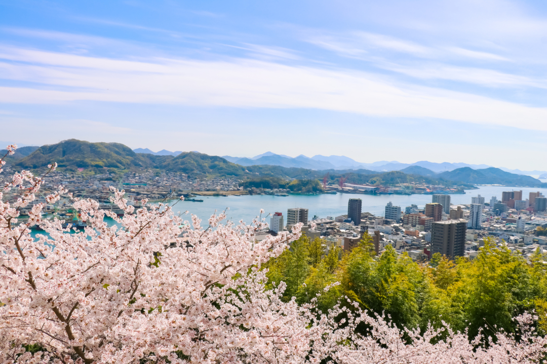 千光寺公園からの眺めと桜