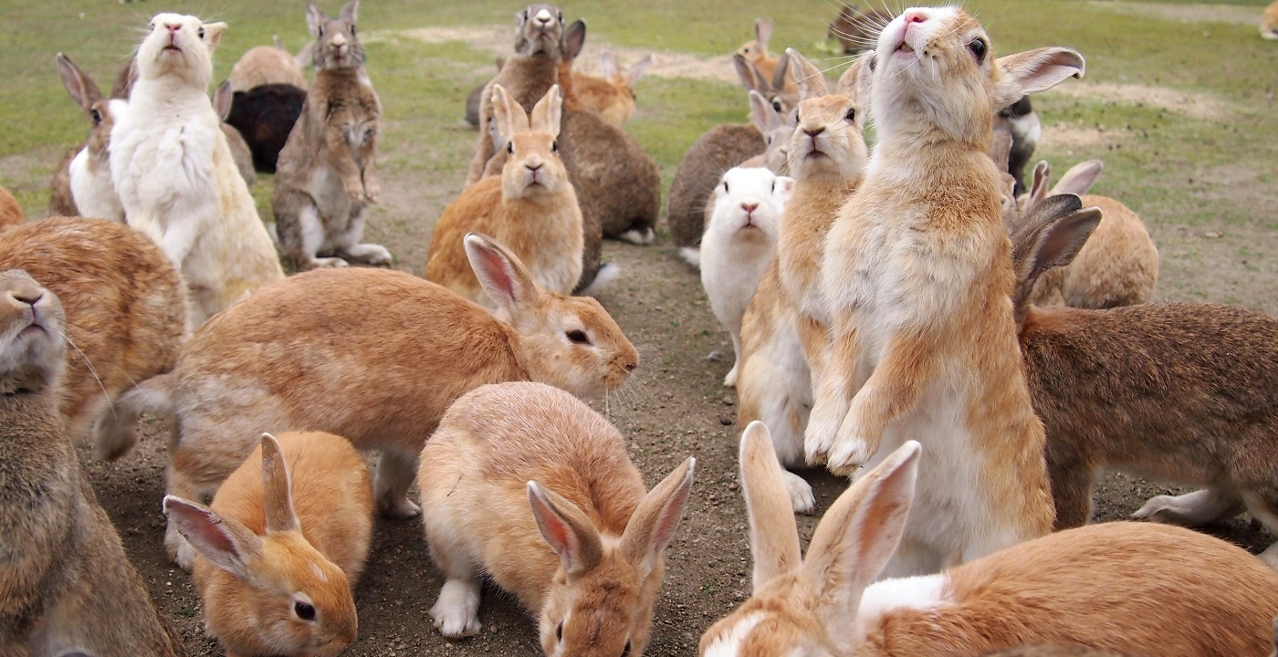 1泊2日）うさぎの島として有名な「大久野島」に訪れる広島 | モデル
