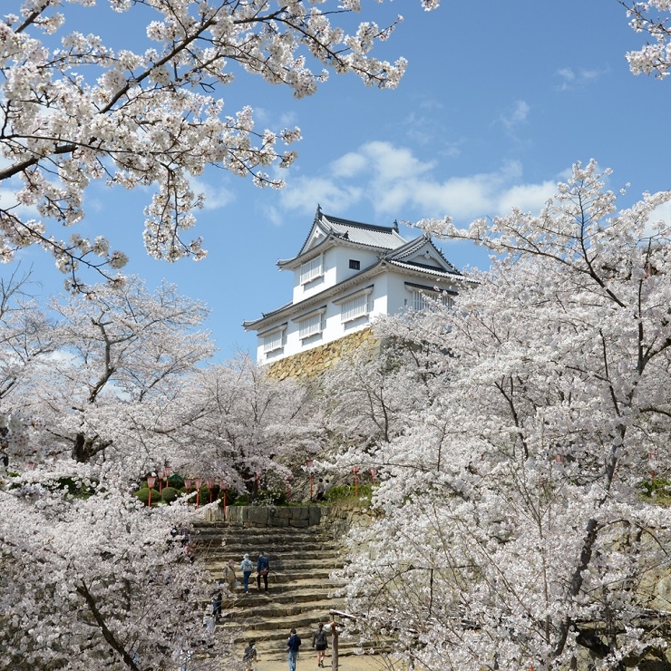 位於櫻花盛開的岡山縣的津山鶴山公園和津山城